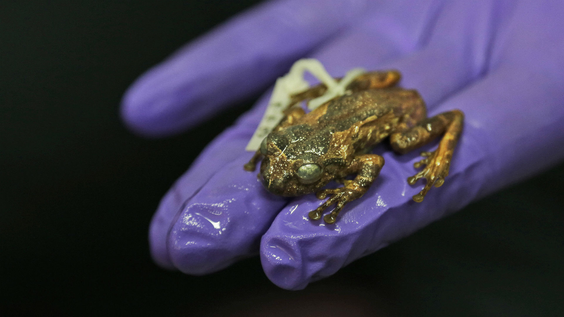 Descubren la primera rana fluorescente en Sur América
