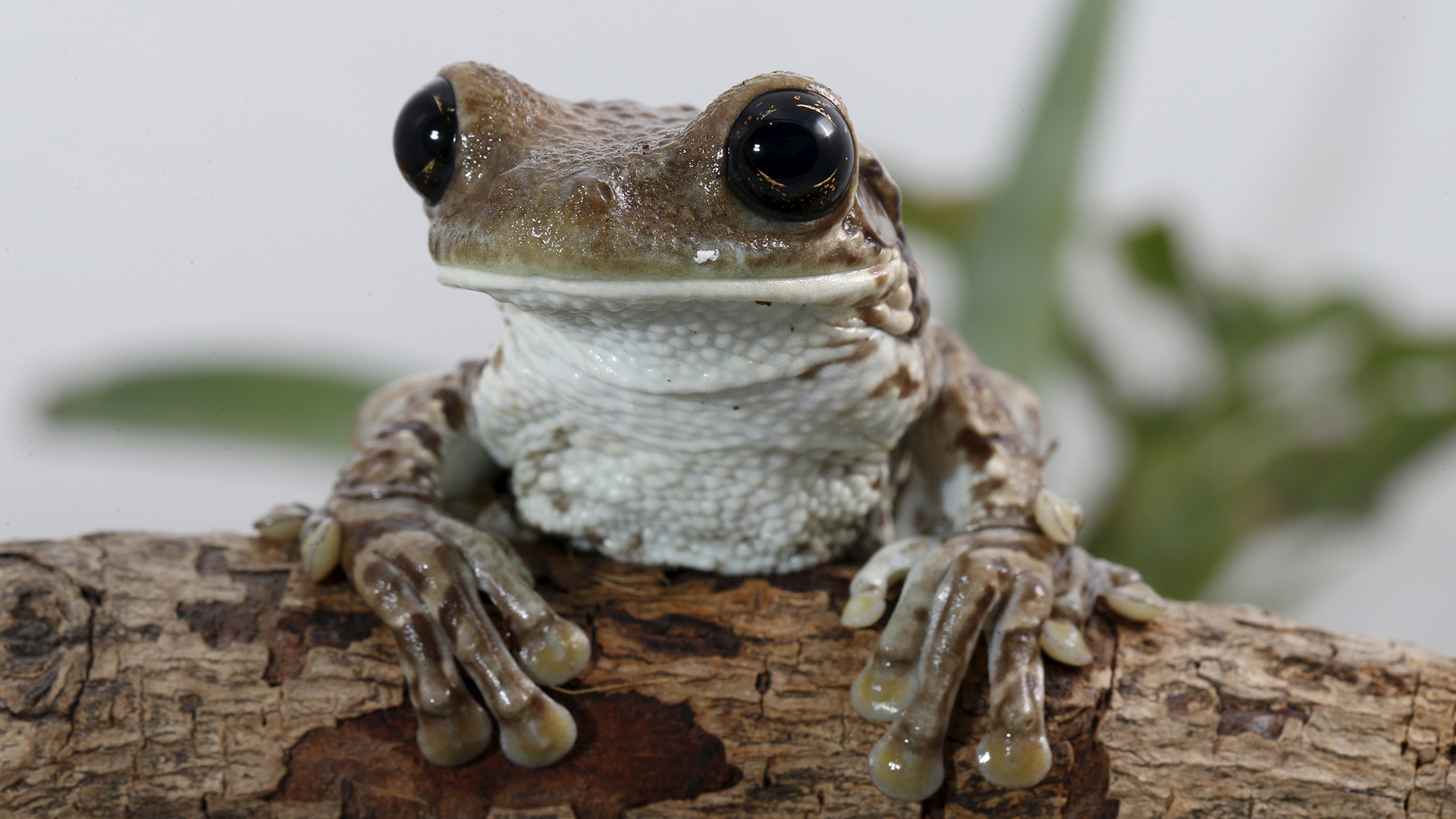 Descubren una nueva especie de rana en Perú a la que llaman Attenborough