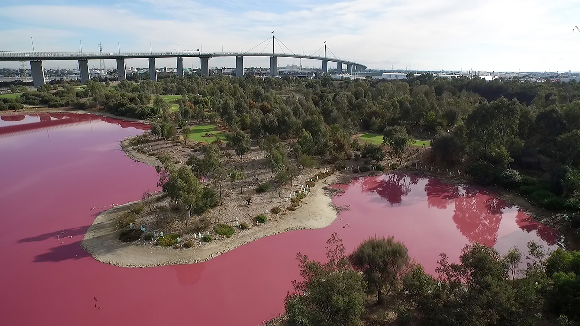 El agua de un lago de Australia aparece teñido de rosa 1