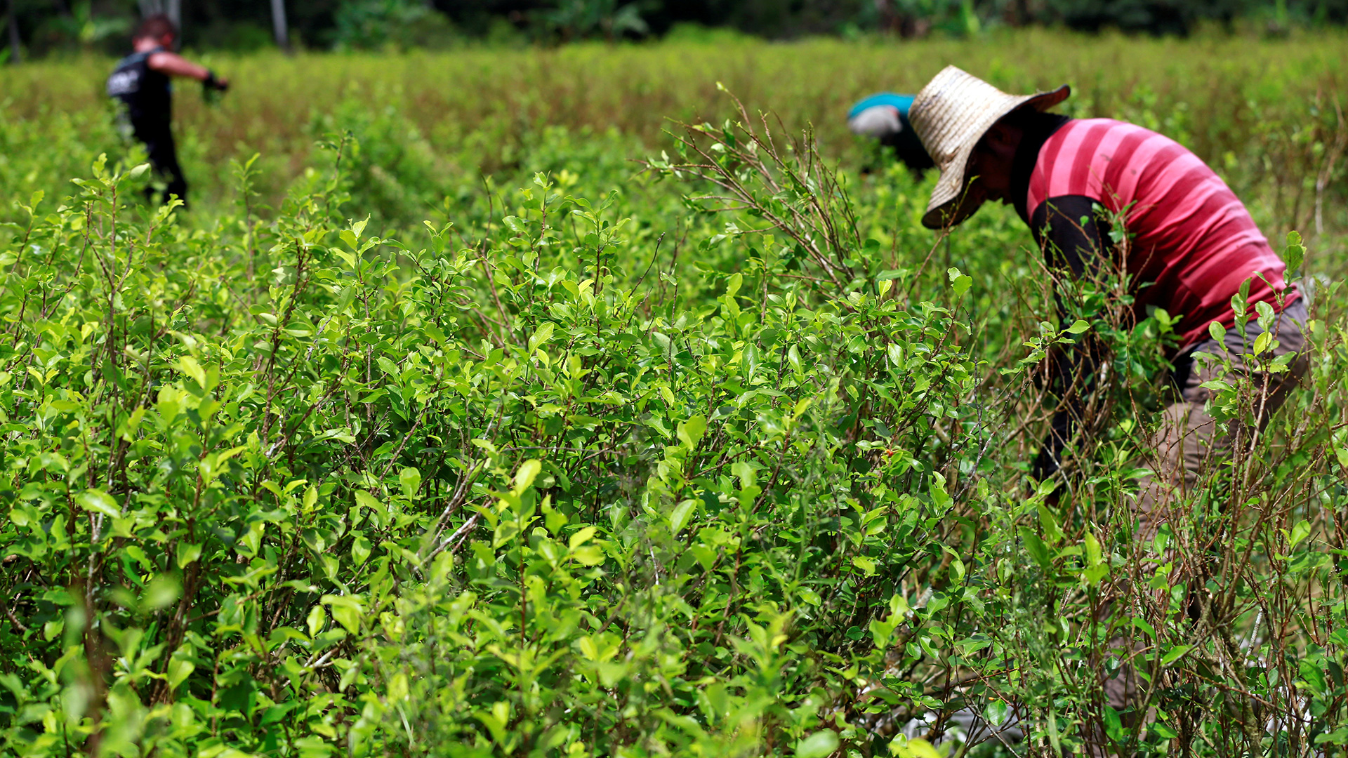 El pacto de paz con las FARC ha aumentado los cultivos de coca en Colombia 1