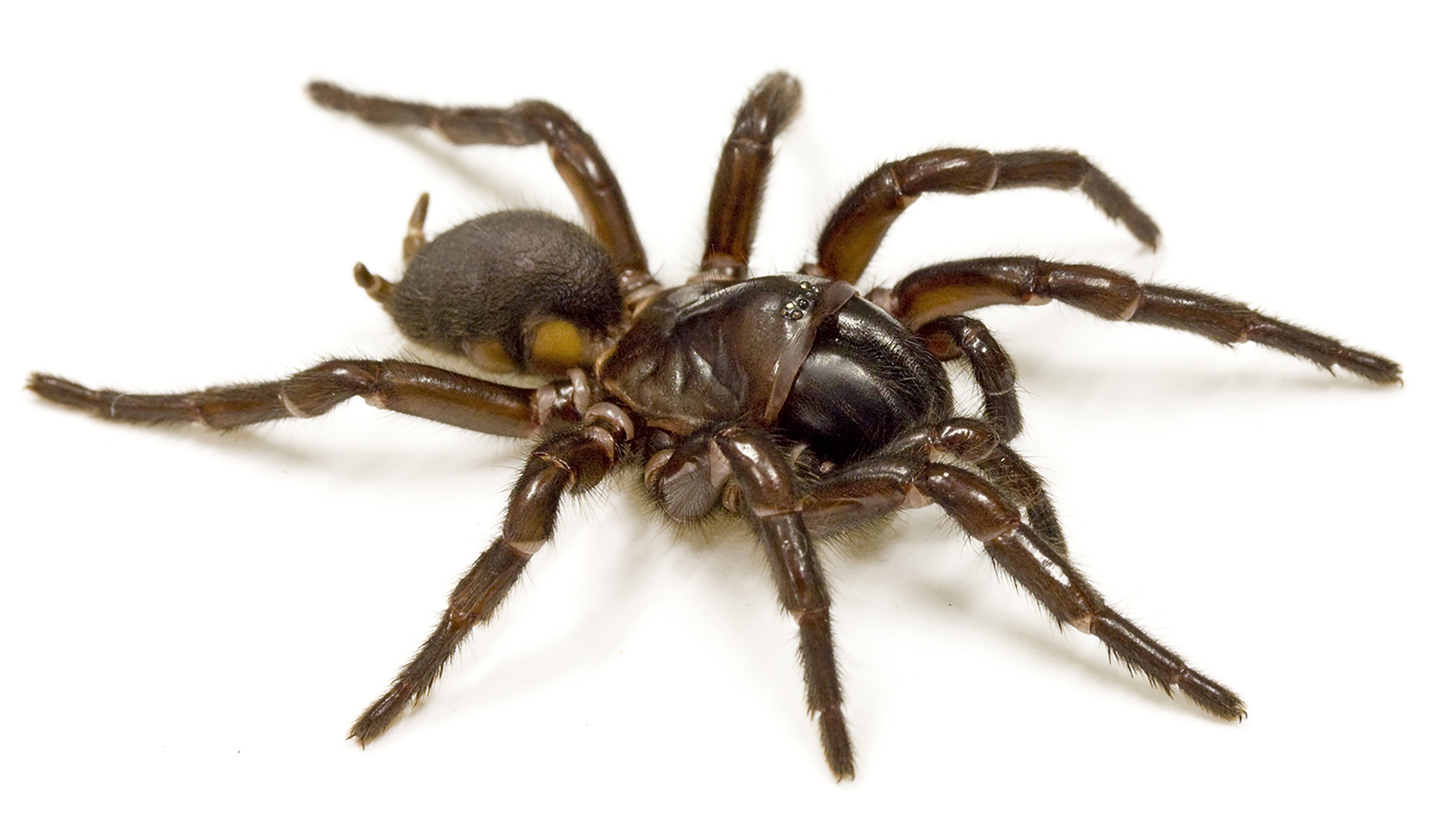El veneno de una araña podría ayudar a las víctimas de un ictus