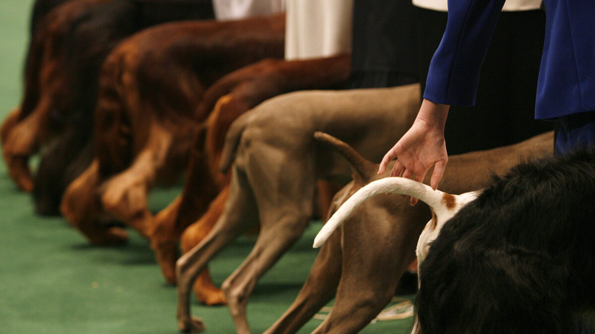 España prohibirá cortar la cola a los perros