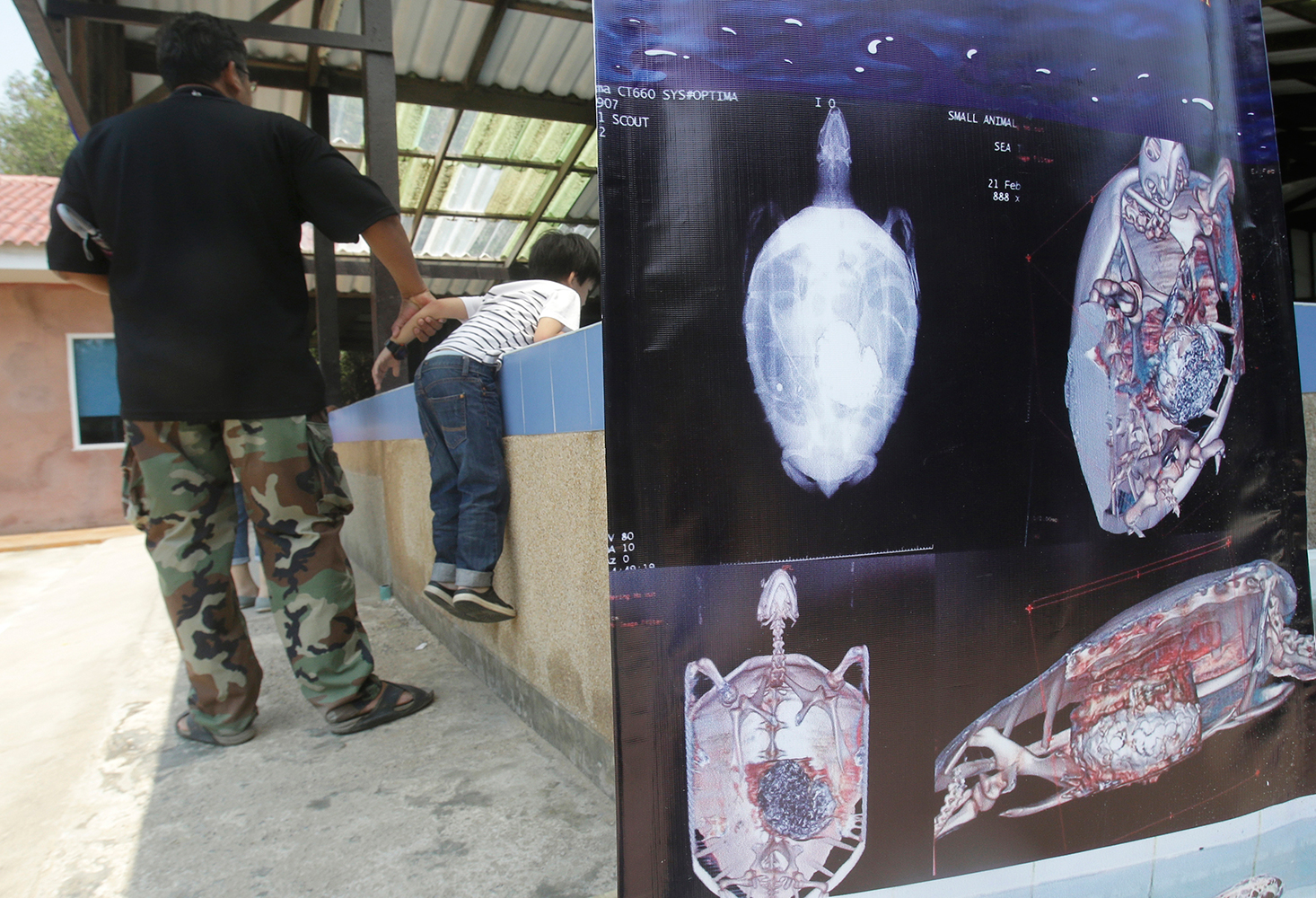 Extraen 915 monedas de una tortuga marina en Tailandia 2