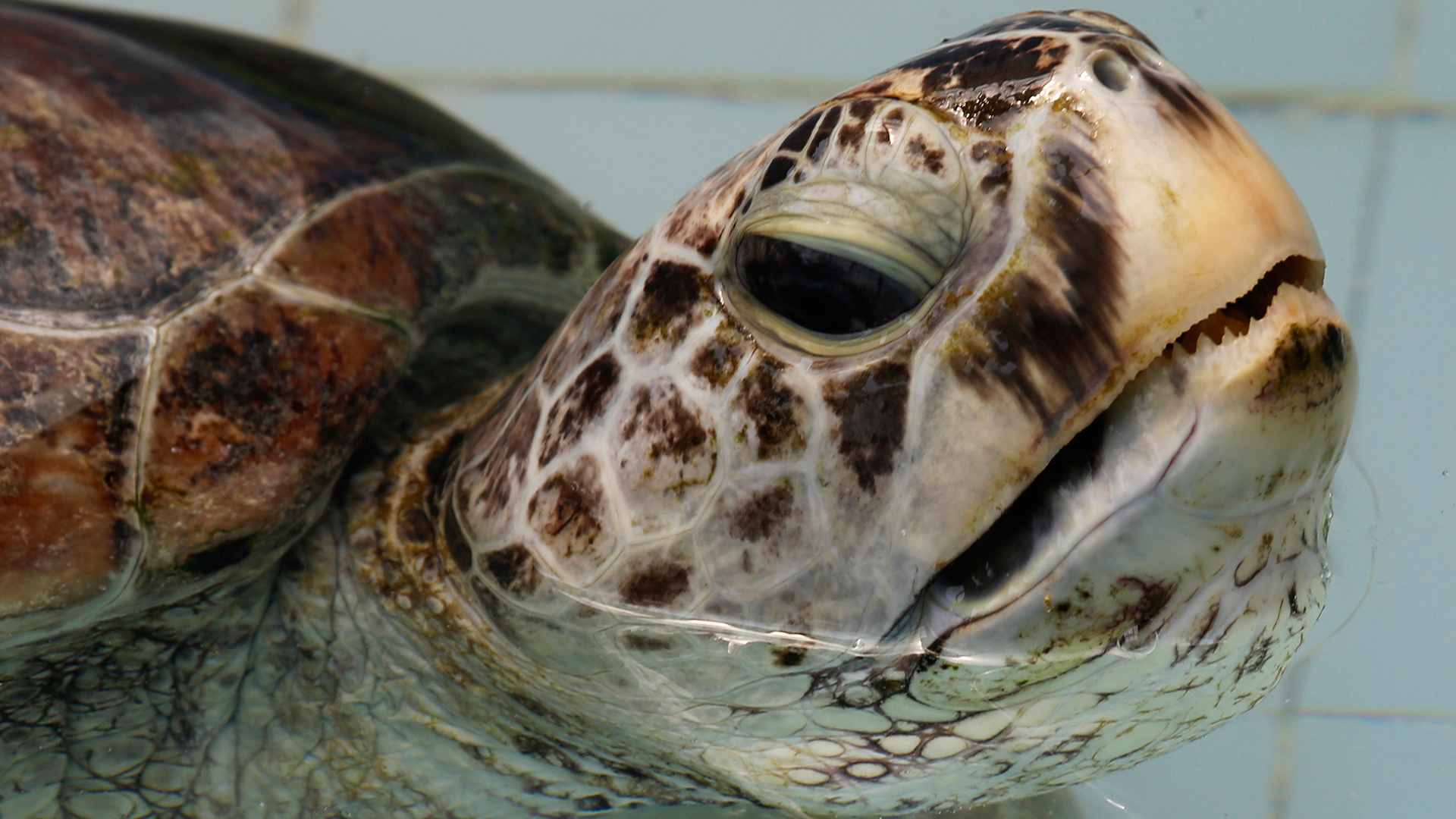 Extraen 915 monedas de una tortuga marina en Tailandia