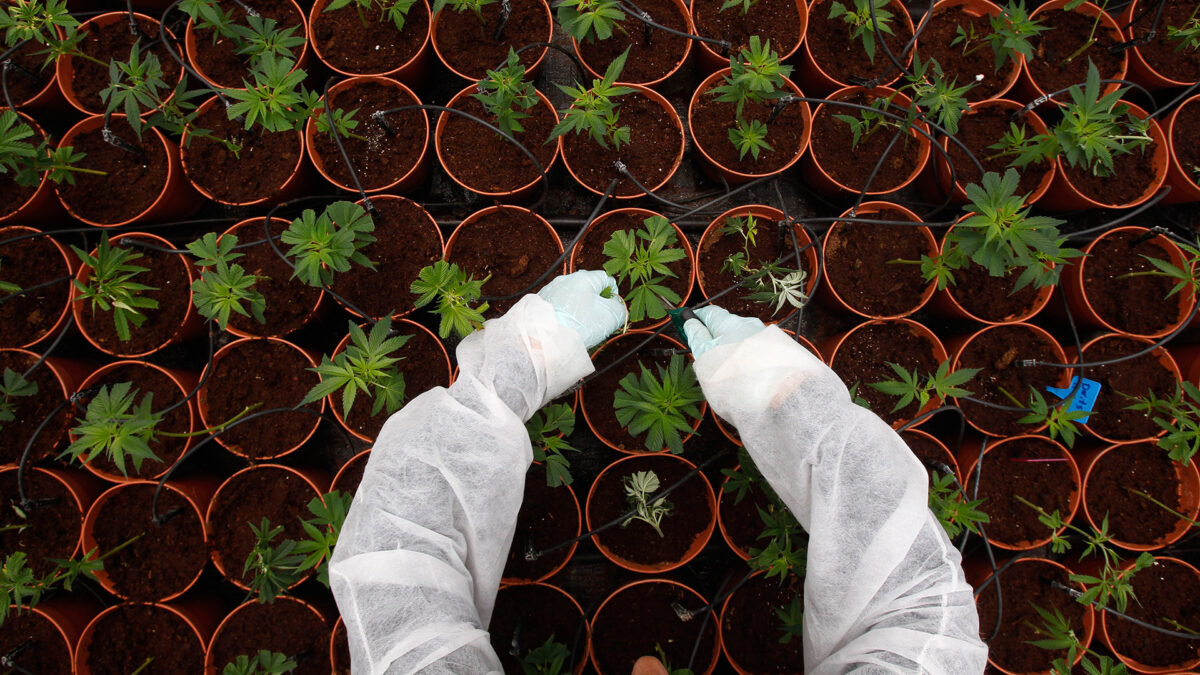 Israel despenaliza parcialmente la marihuana