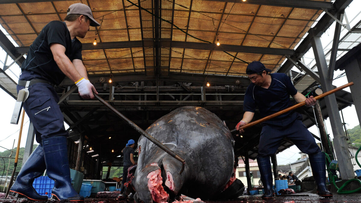 Japón caza más de 300 ballenas en medio de las críticas internacionales