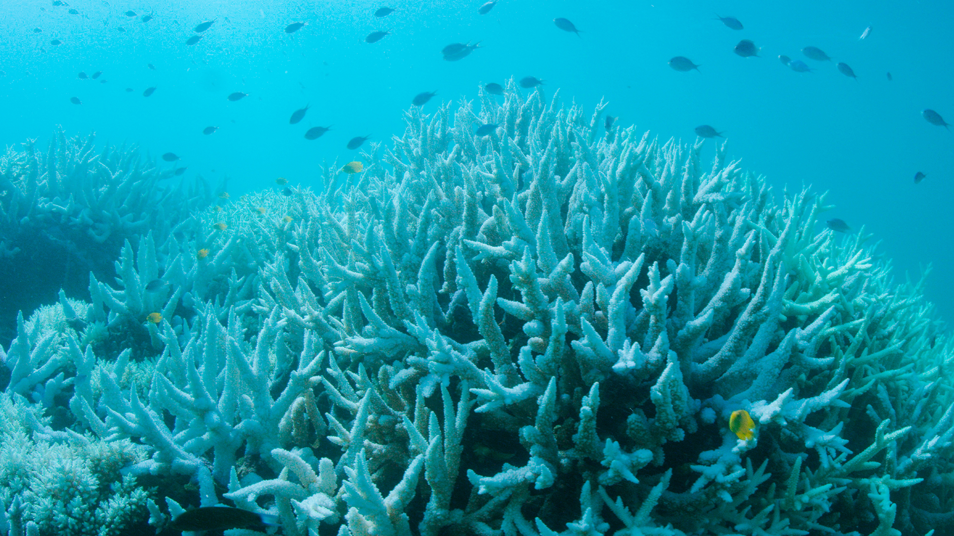 La Gran Barrera de Coral australiana vuelve a blanquearse 1