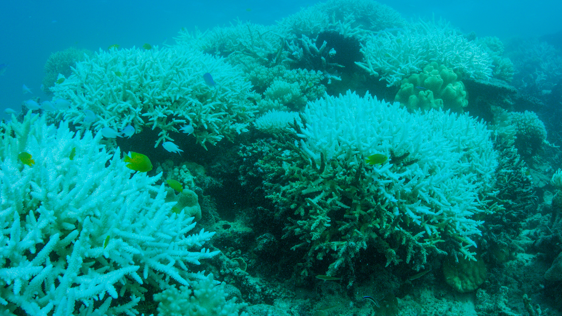 La Gran Barrera de Coral australiana vuelve a blanquearse 2