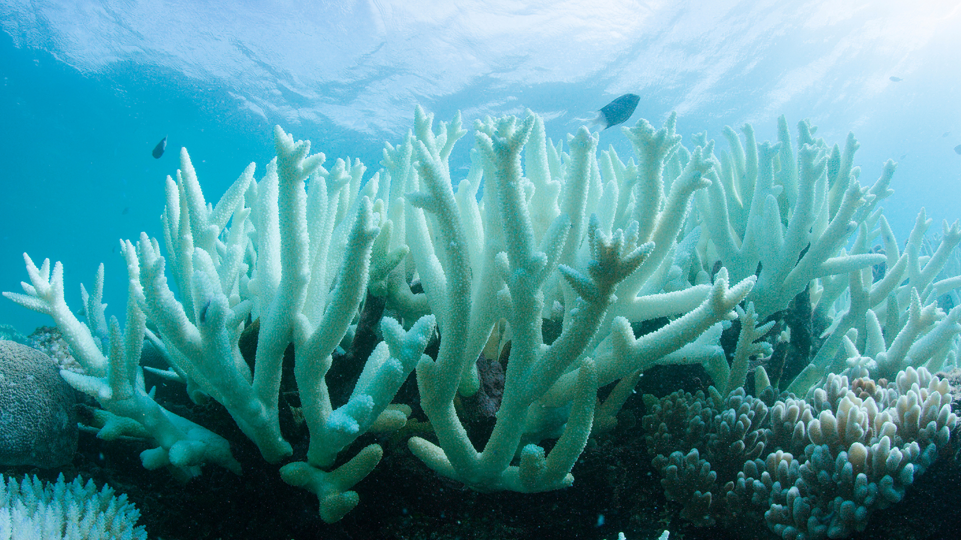 La Gran Barrera de Coral australiana vuelve a blanquearse 3