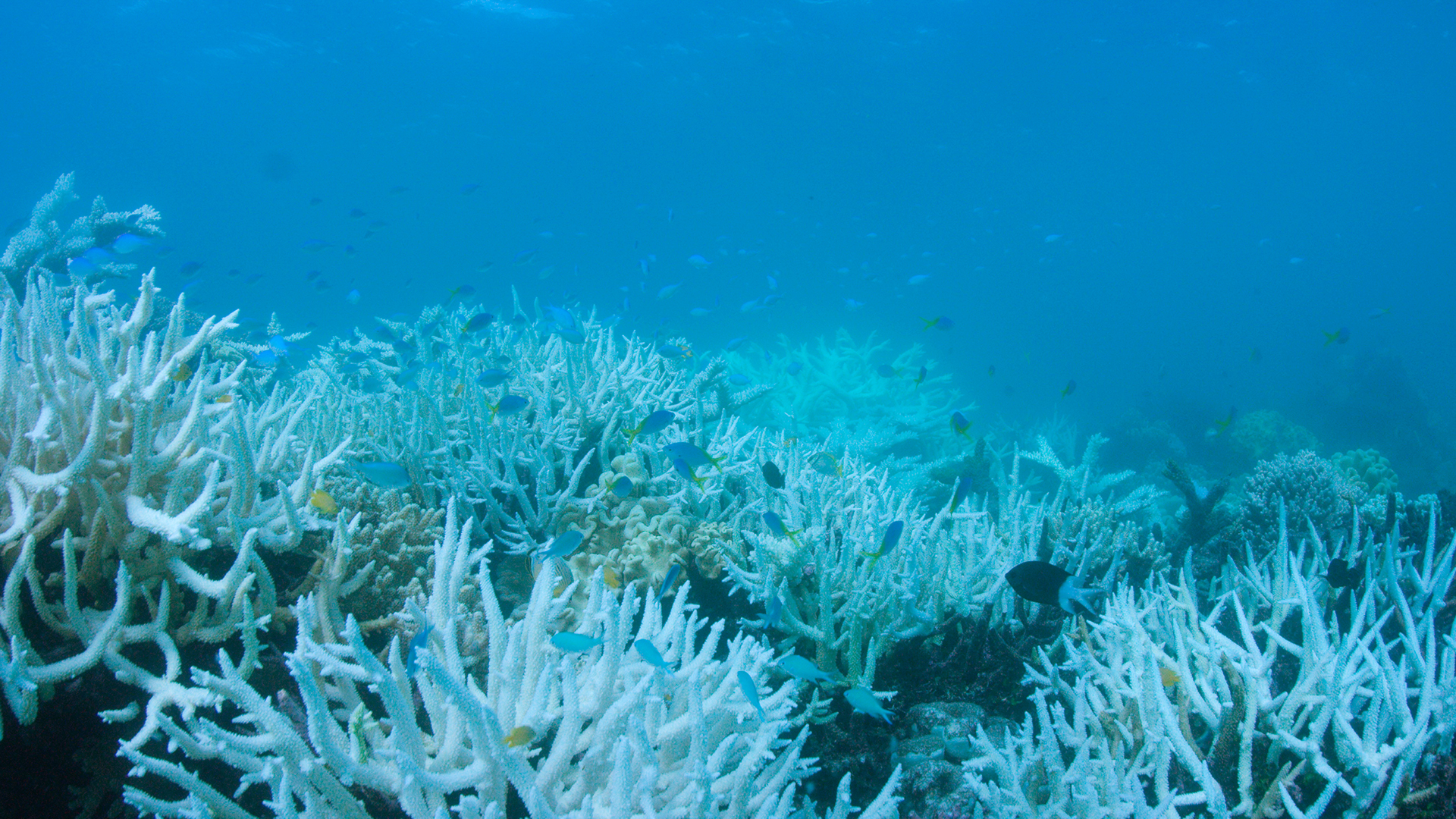 La Gran Barrera de Coral australiana vuelve a blanquearse