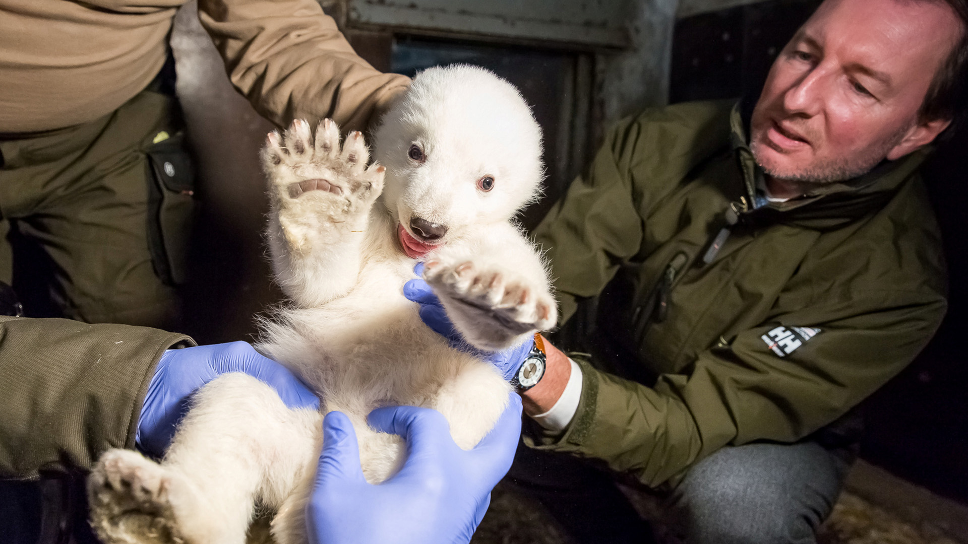 Muere Fritz, el osezno polar nacido hace cuatro meses en un zoo de Berlín
