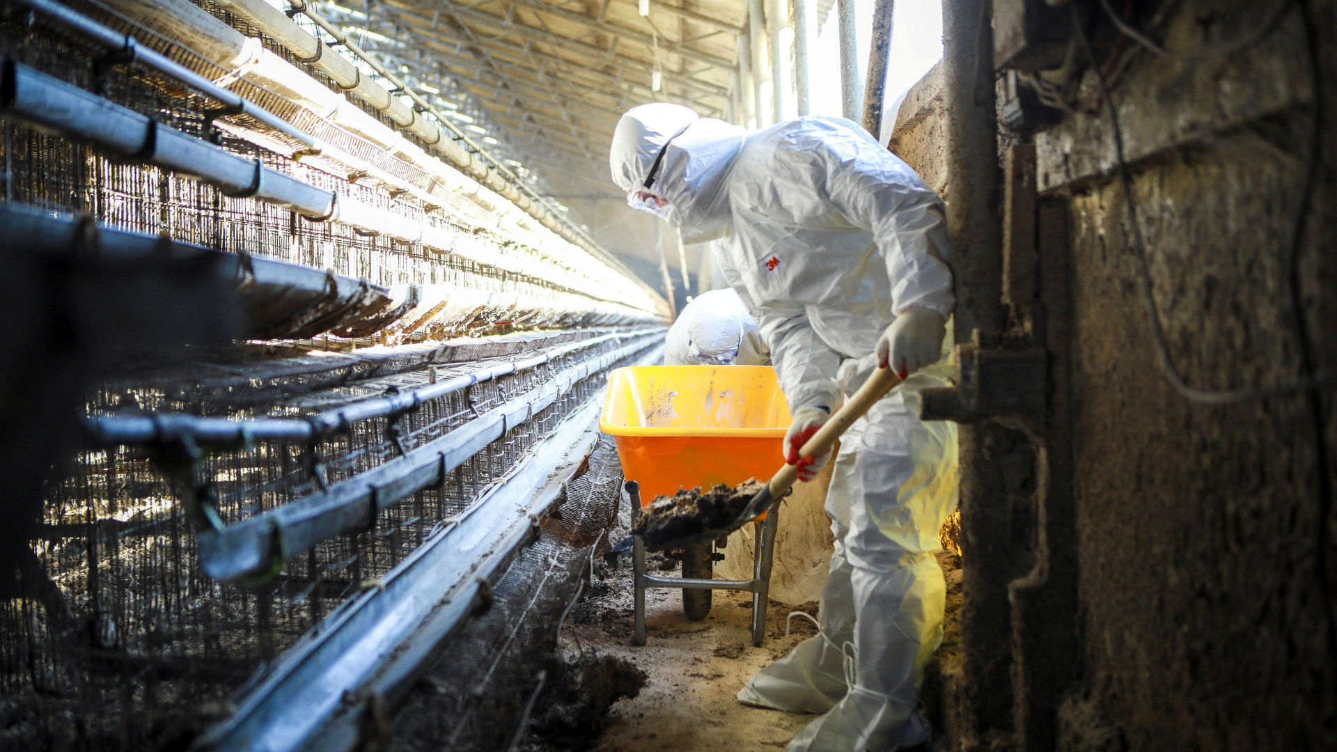 Sacrifican 220.000 aves más en Japón por la gripe aviar