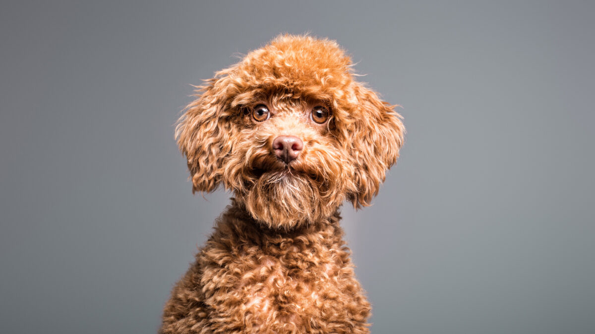 Santos Román, fotógrafo de mascotas