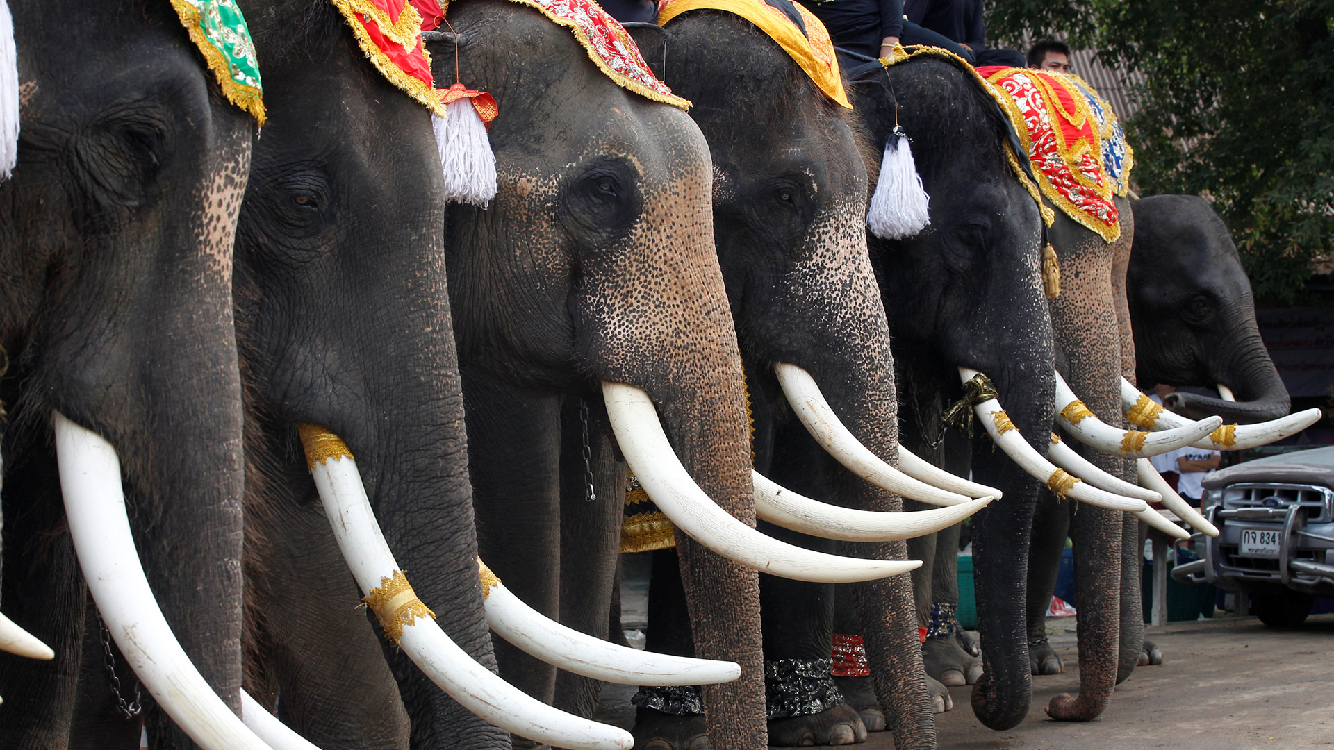 Tailandia homenajea a sus elefantes con un gran banquete 2