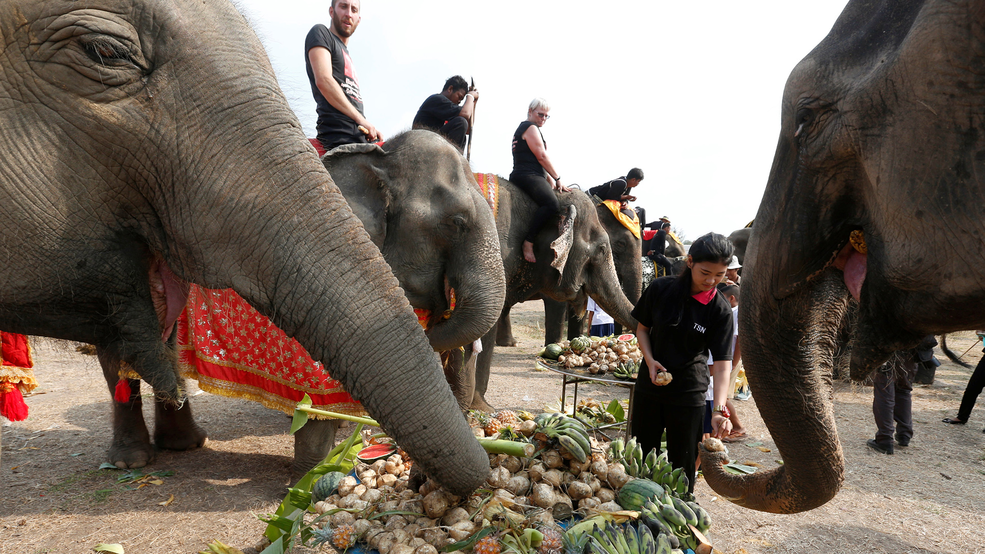 Tailandia homenajea a sus elefantes con un gran banquete