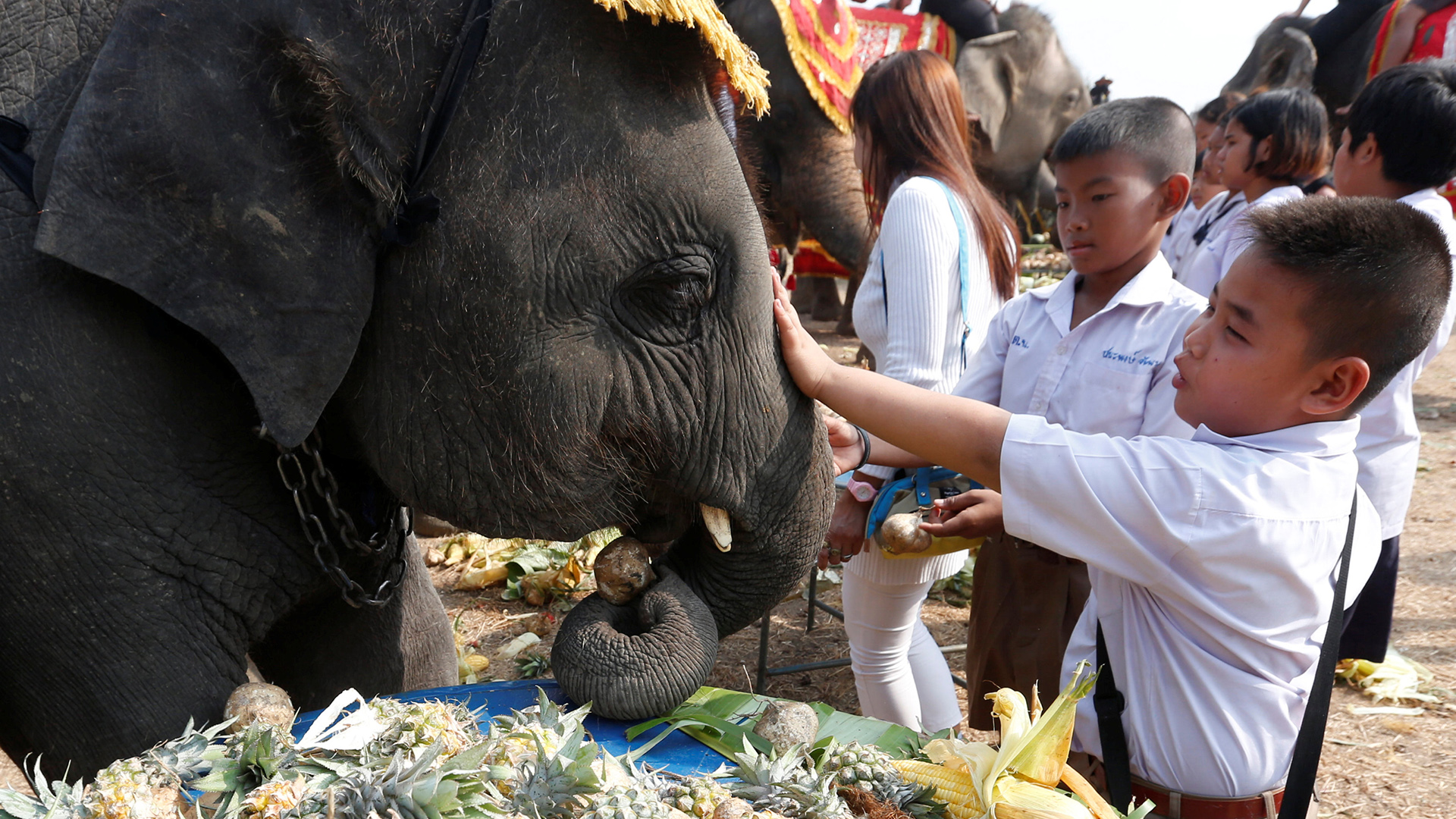 Tailandia homenajea a sus elefantes con un gran banquete 4