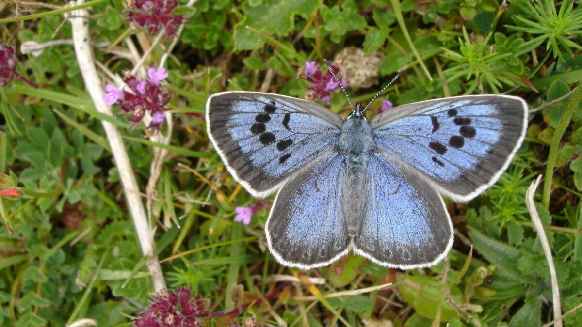 Un británico, culpable de matar dos mariposas protegidas