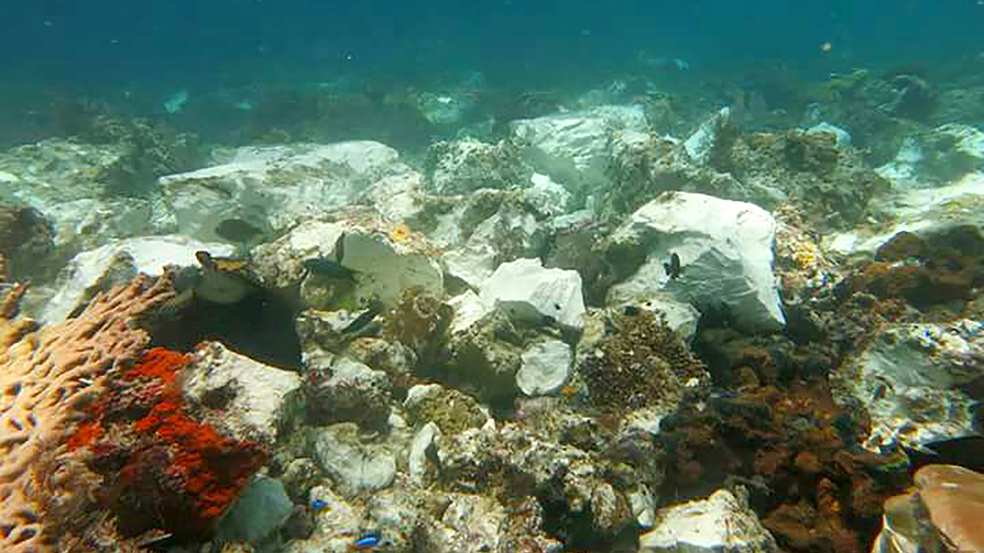 Un crucero británico daña arrecifes de coral únicos en Indonesia