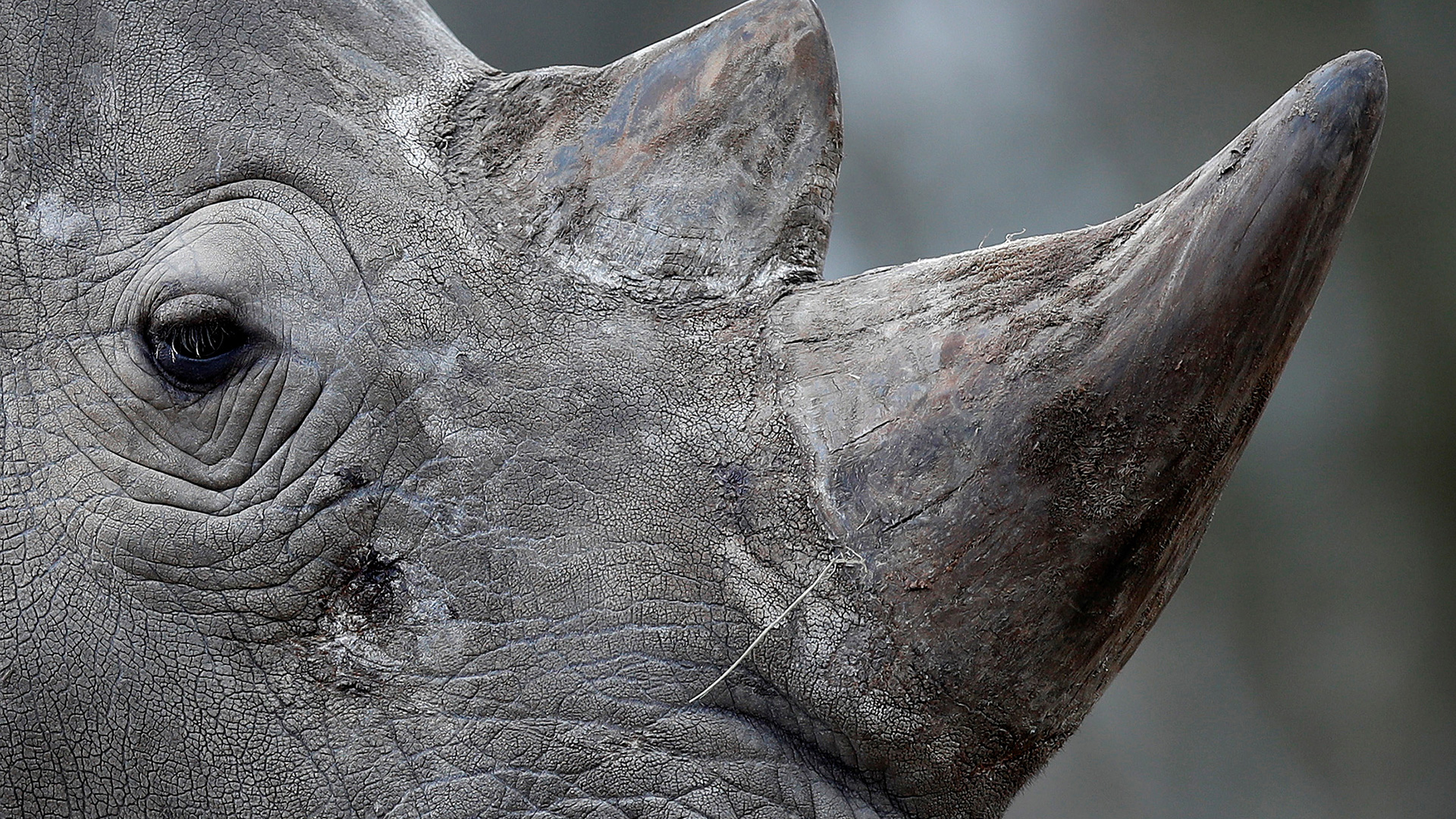 Un rinoceronte es asesinado por cazadores furtivos en un zoo de Francia