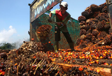 Alcampo dejará de utilizar aceite de palma en sus propios productos