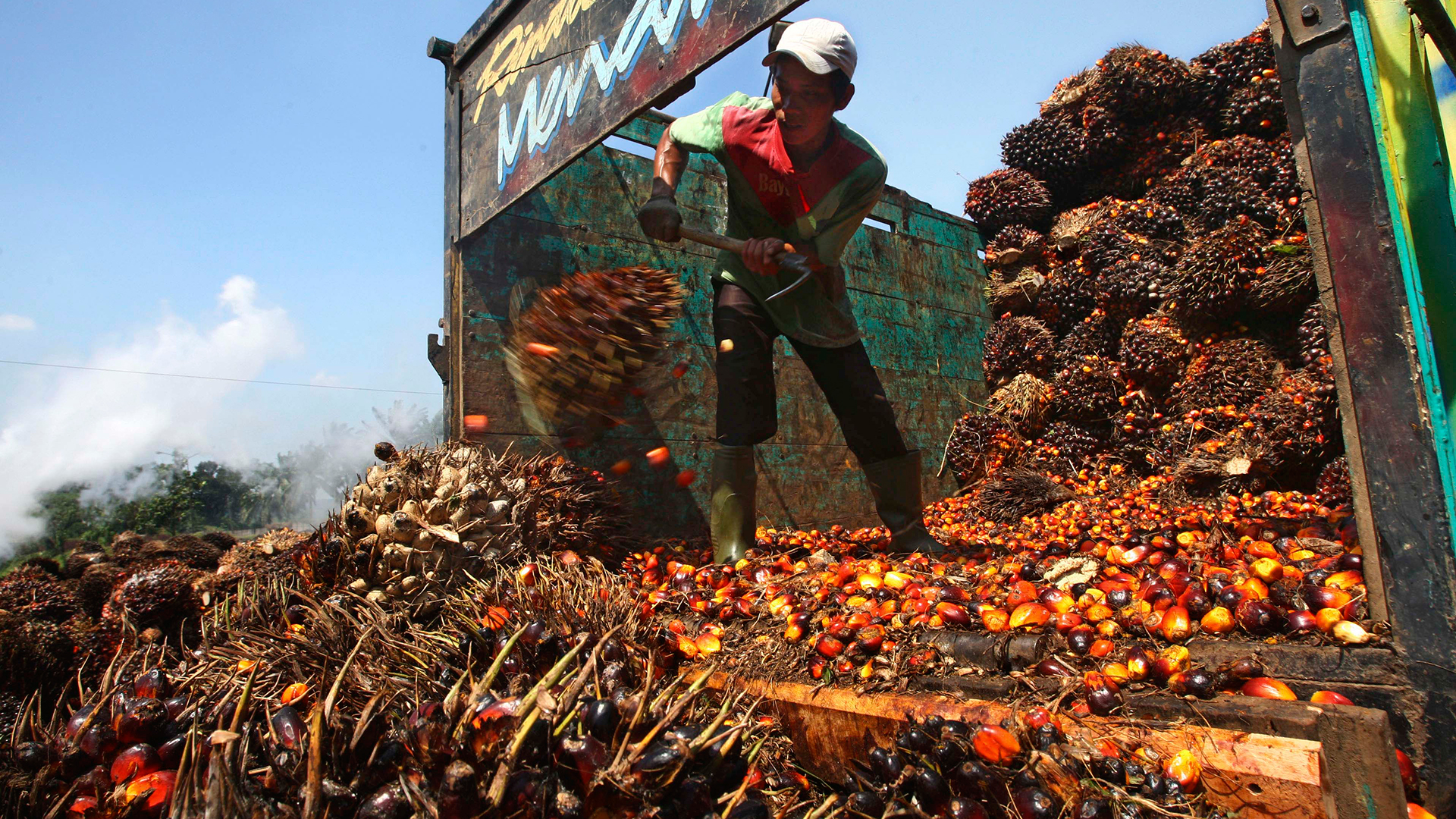 Alcampo dejará de utilizar aceite de palma en sus propios productos