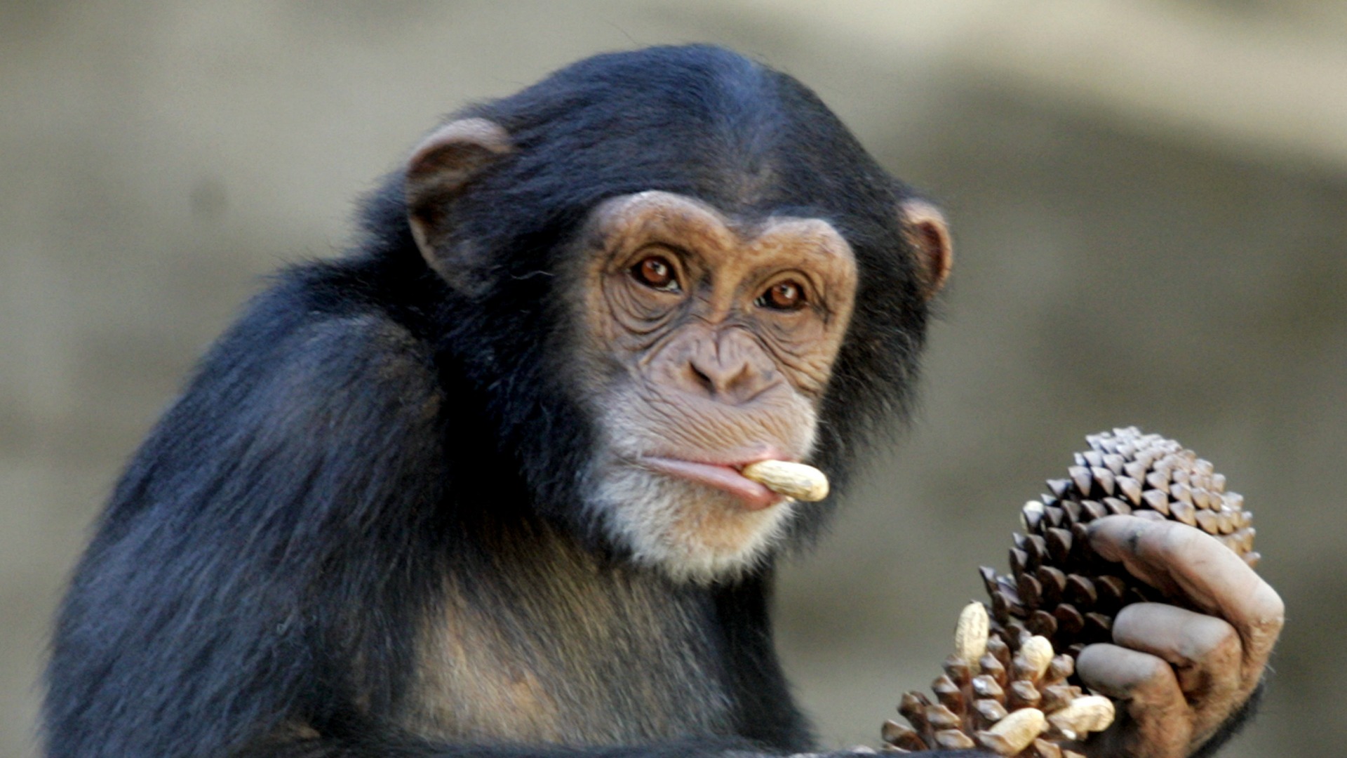 Una chimpancé, trasladada a un refugio por sufrir depresión