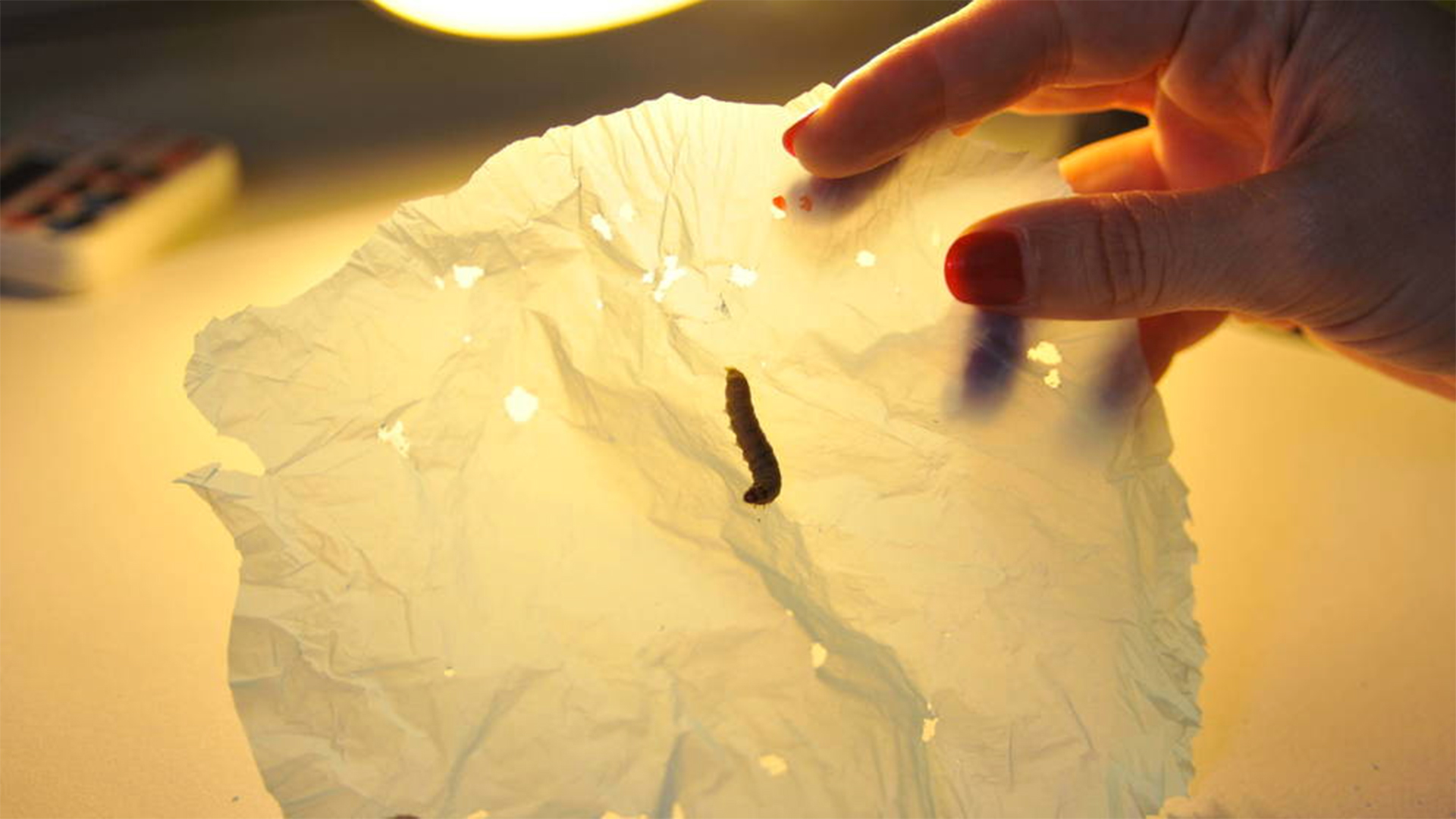 Científicos descubren un gusano capaz de comer plástico