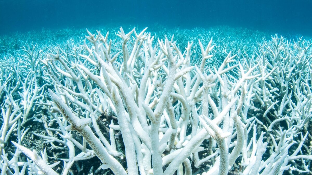 Dos tercios de la Gran Barrera de Coral australiana en estado terminal