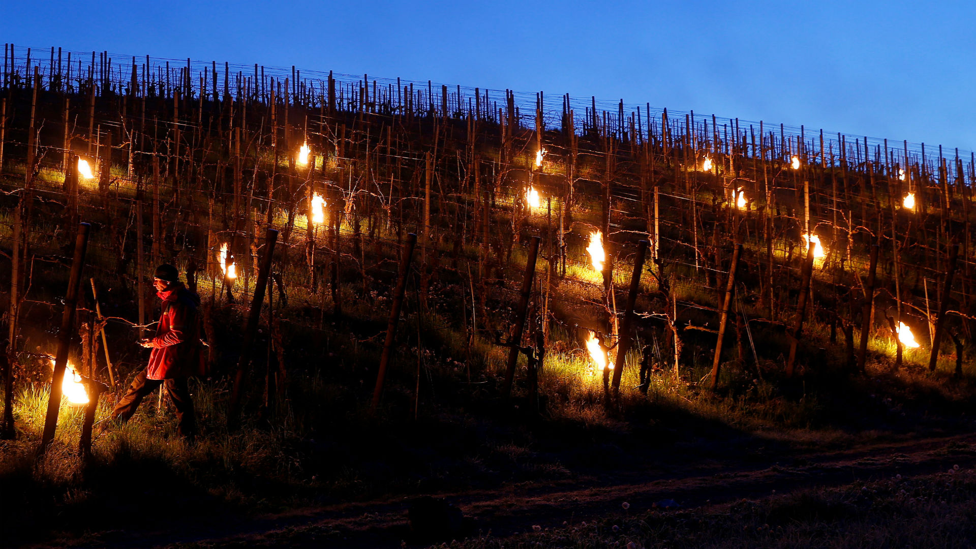 Francia calienta sus viñas con velas y calentadores para salvarlas de las heladas