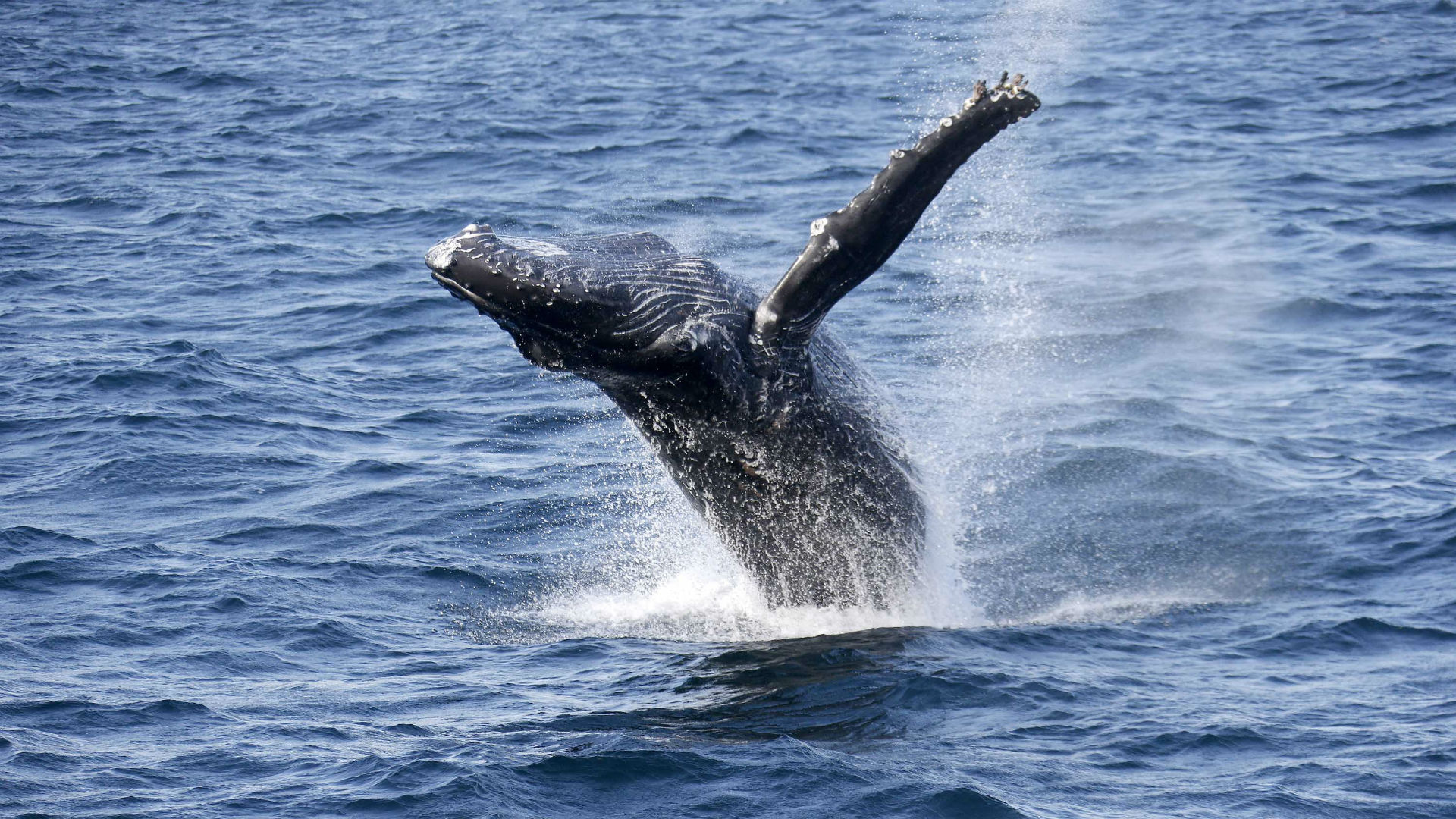 La ballena franca registra el nivel más bajo de natalidad en 17 años