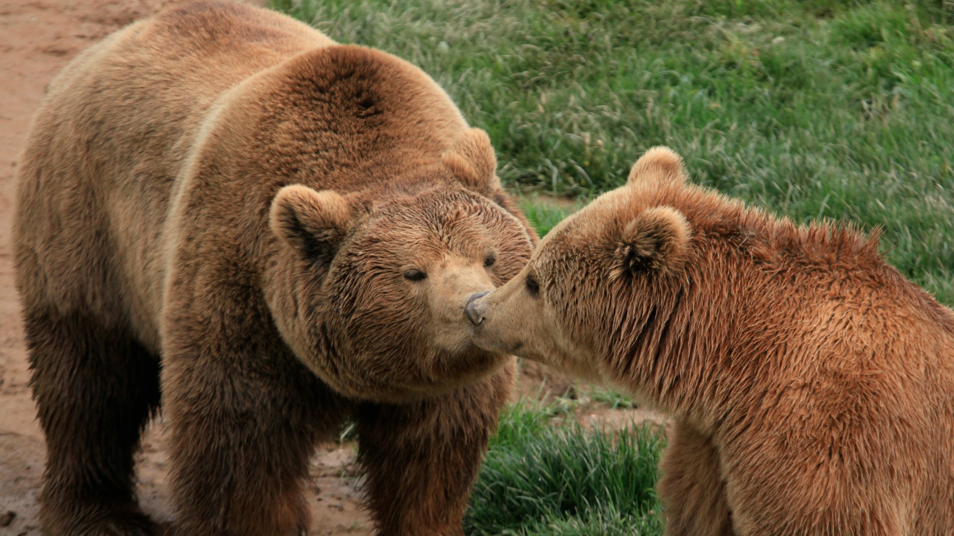 Los osos se comunican a través del olor de sus pies, según recoge un estudio científico