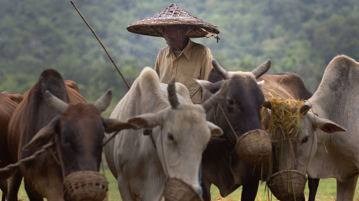 Muere un musulmán en India tras el ataque de un grupo de protectores de vacas