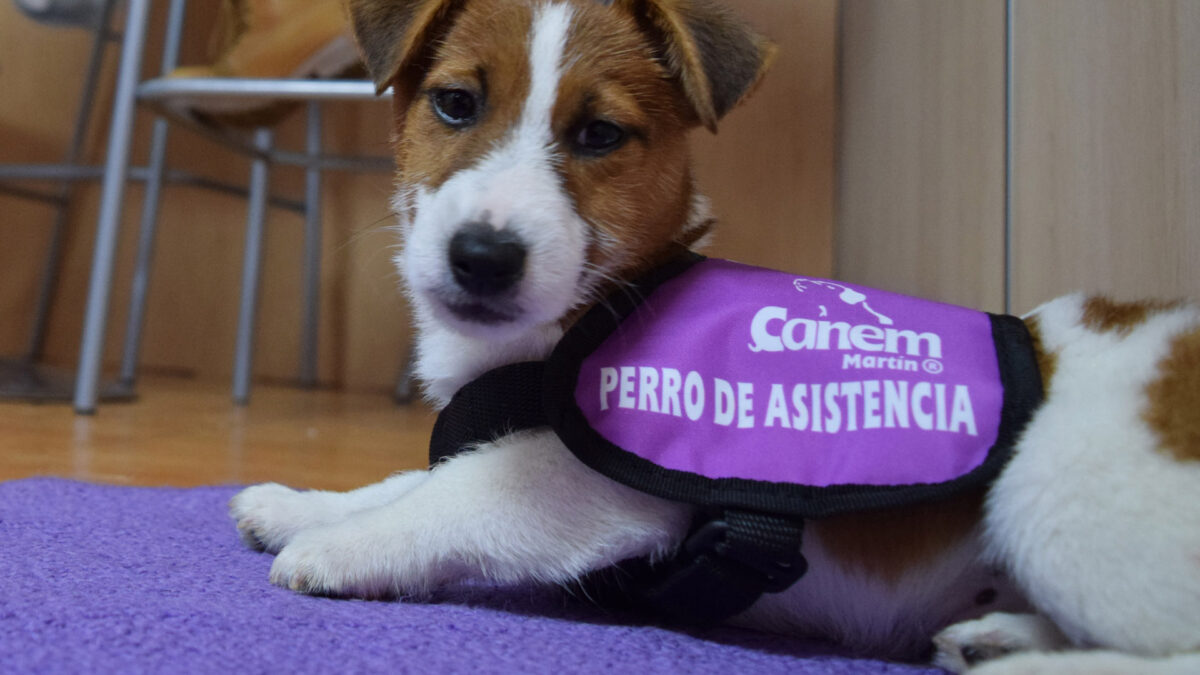 Perros de Alerta Médica ¿Qué pueden hacer?