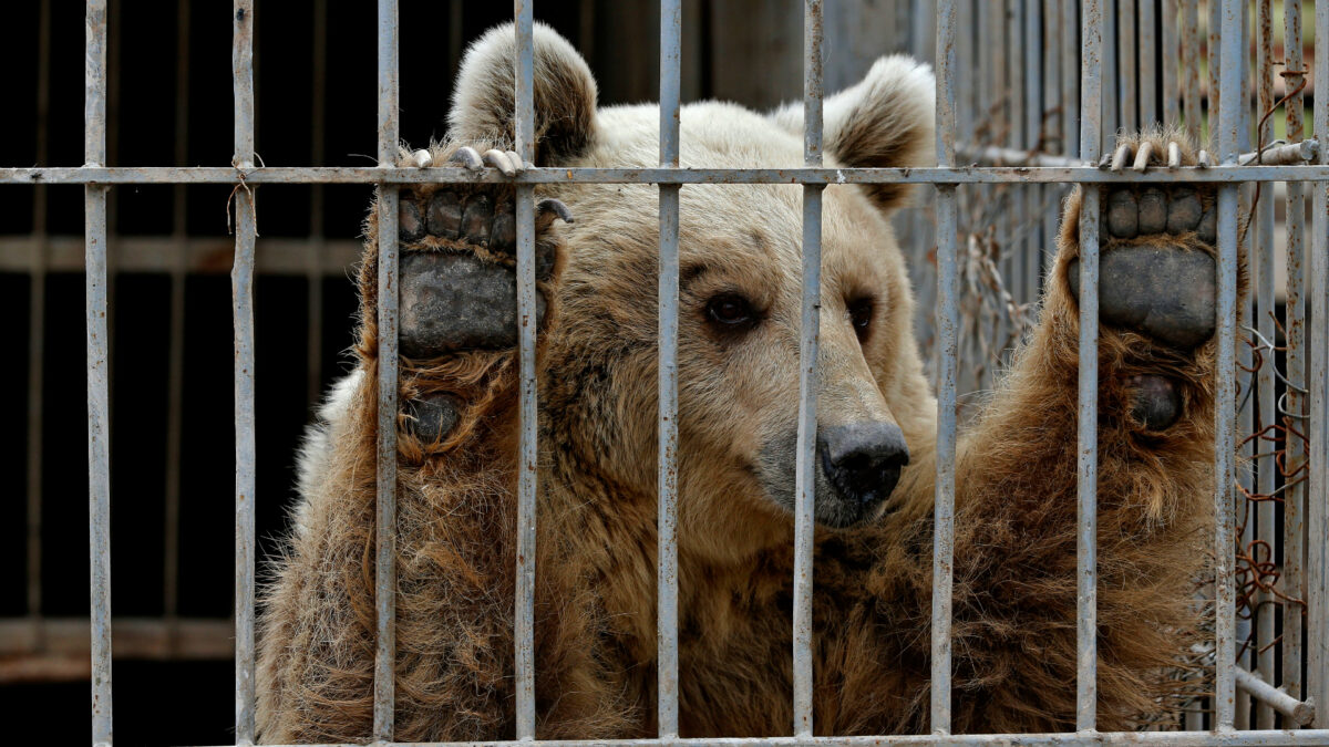 Rescatados del zoo de Mosul un león y una osa, los últimos supervivientes