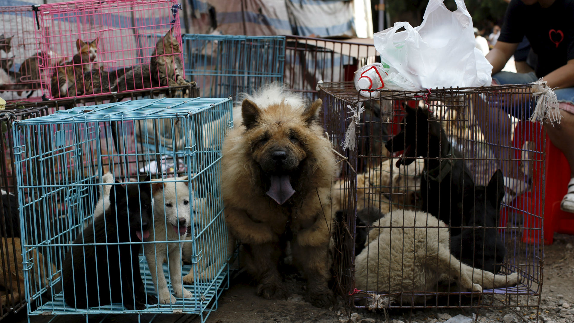 Taiwán, el primer país de Asia en prohibir el consumo de carne de perro y gato