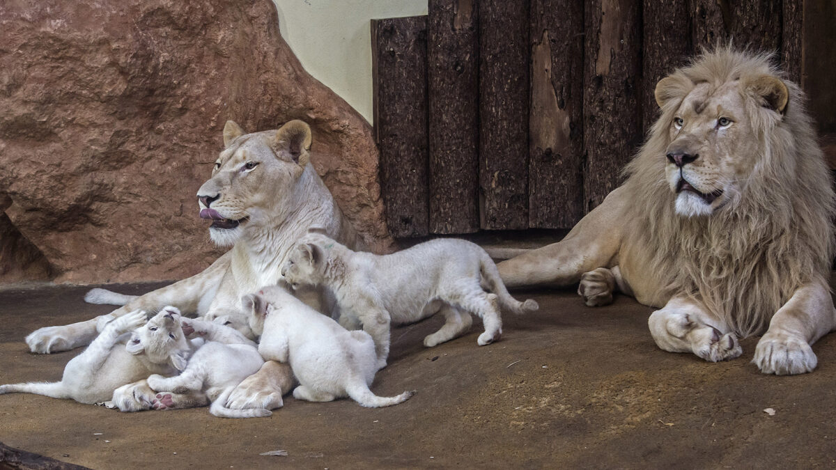 Un ‘baby boom’ de leones en Cuba obliga a tomar medidas de planificación familiar