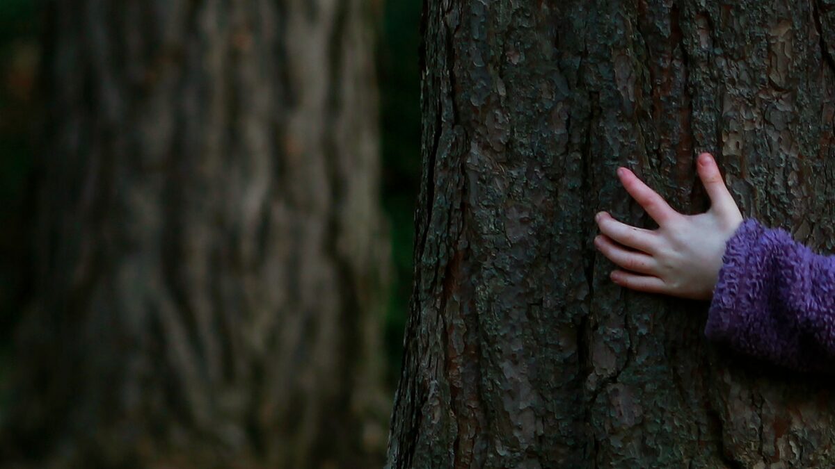 Un bosque cubeta para frenar el cambio climático