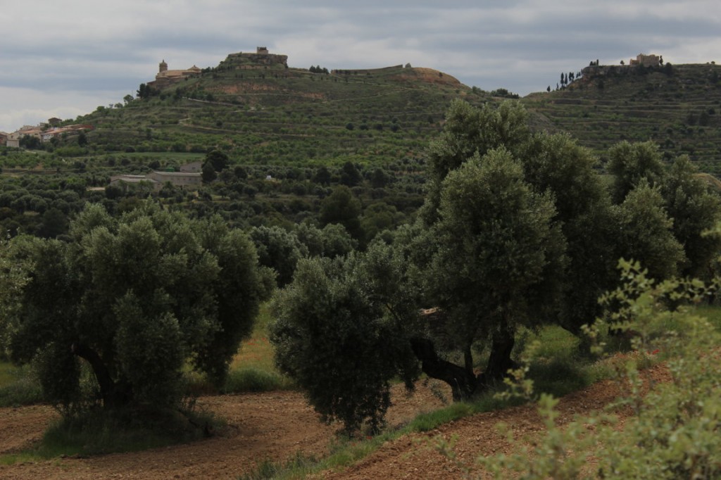 Un paseo entre los olivos de la Toscana española 9