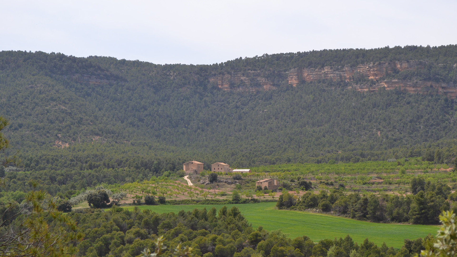 Un paseo entre los olivos y los viñedos de la Toscana española