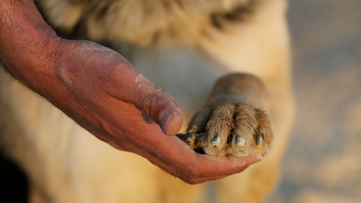 Un perro salva de un ataque suicida de Boko Haram a los invitados de una boda