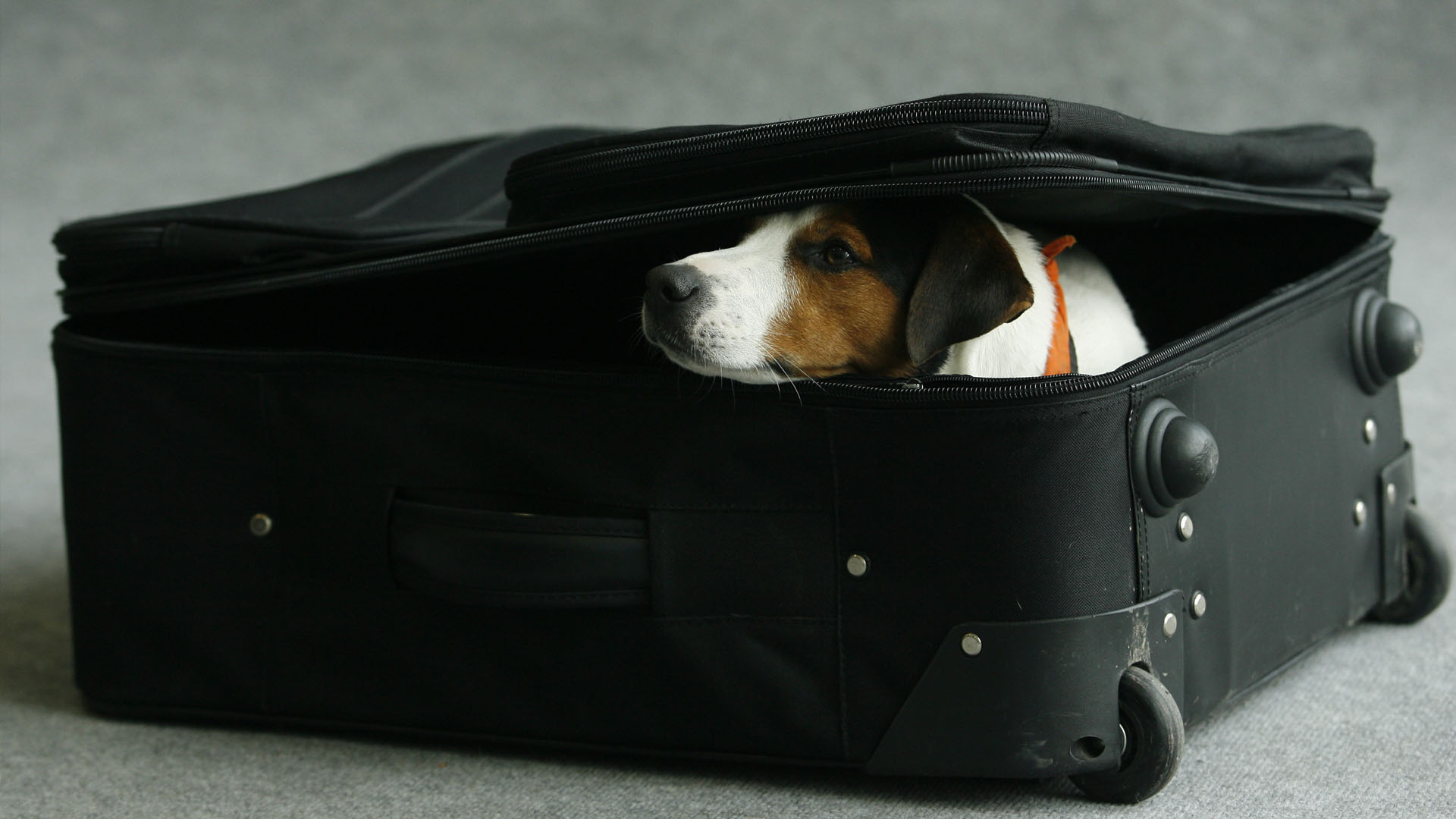 ¿Viajar en Semana Santa? Sí, pero no sin mi perro