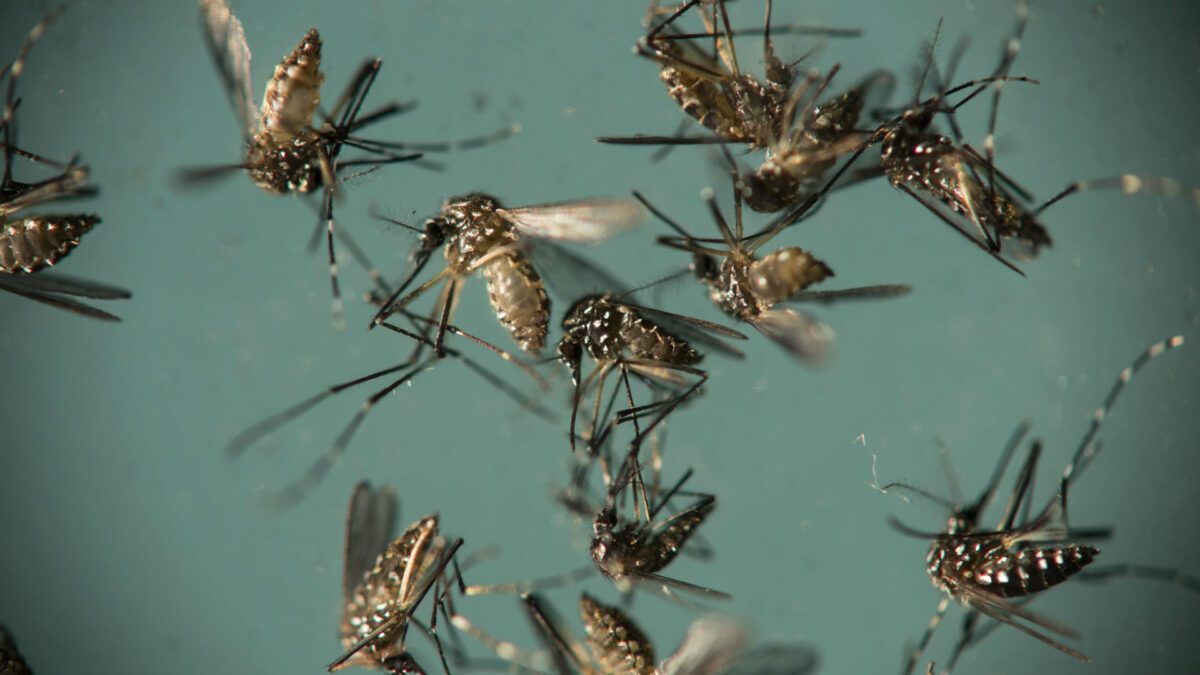 Brasil declara el fin de la emergencia por el zika