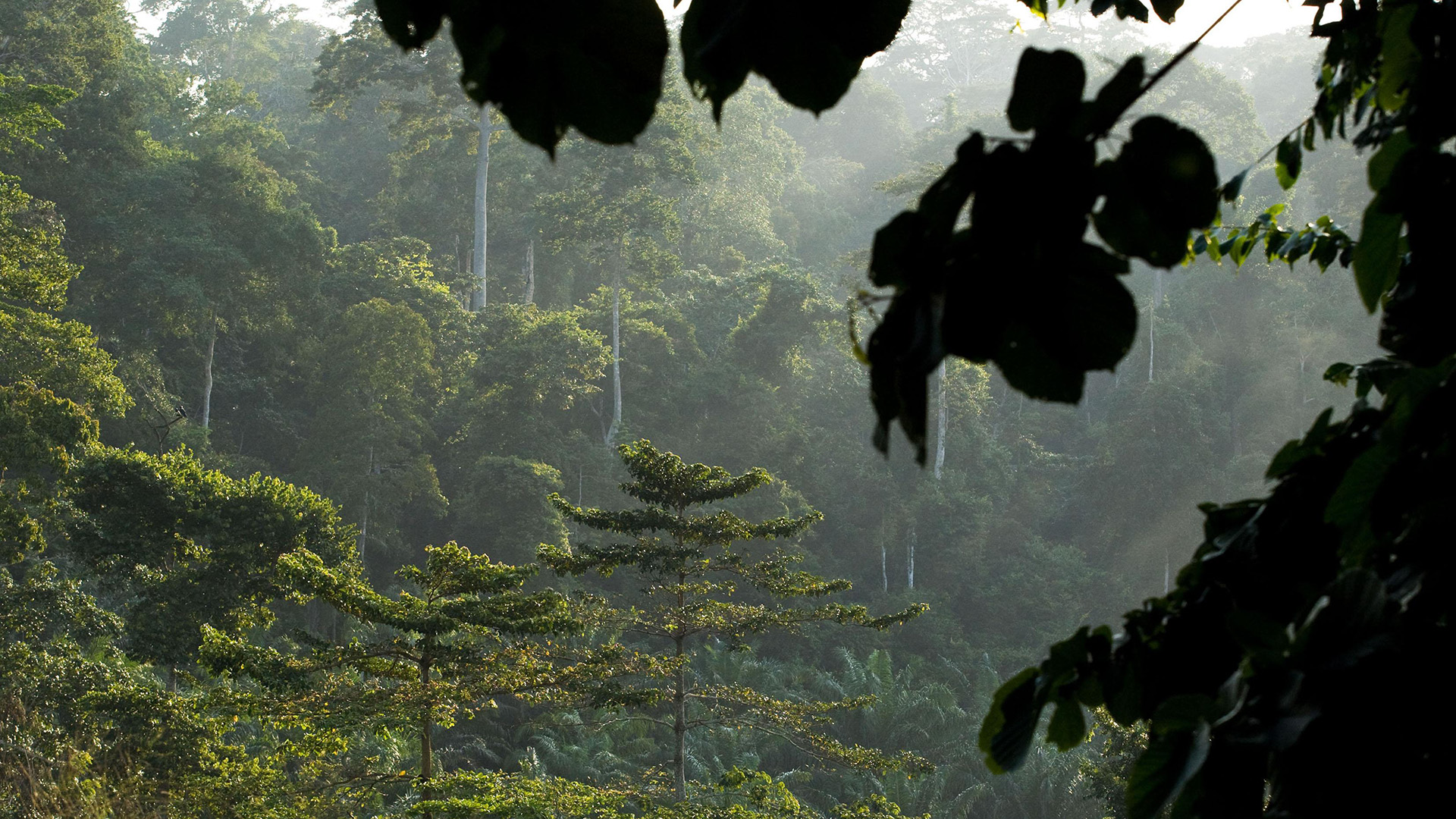 Científicos descubren árboles gigantes en Papúa Nueva Guinea