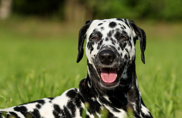 ¿Cómo crees que ve el cuenco tu perro: Medio lleno o medio vacío?