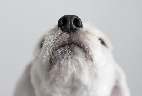 ¿Crees que el olfato de los perros es mejor que el de los humanos? Si tu respuesta es sí, estás equivocado.