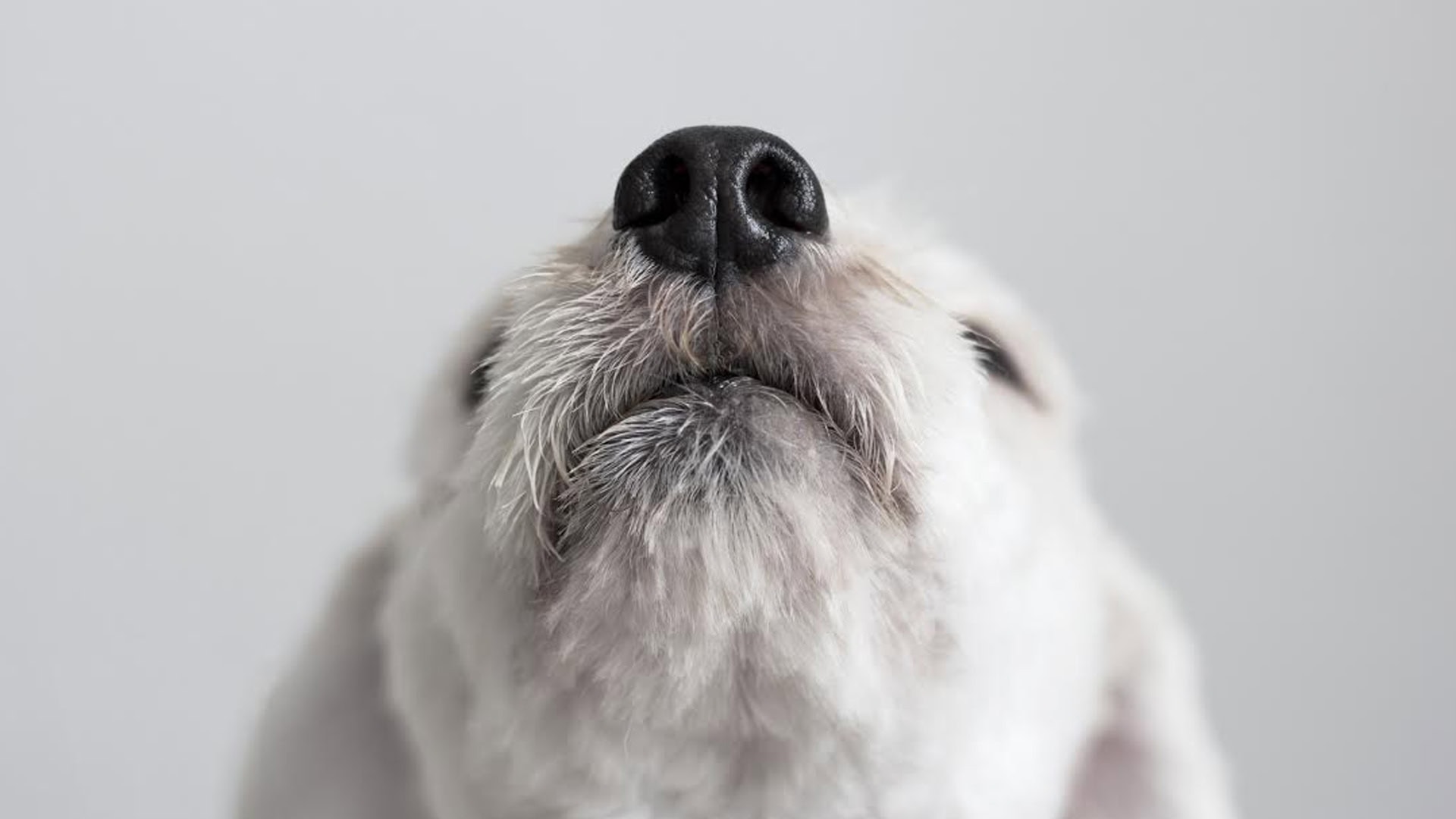 ¿Crees que el olfato de los perros es mejor que el de los humanos? Si tu respuesta es sí, estás equivocado.