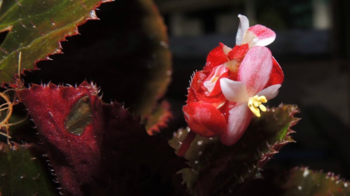 El descubrimiento de nuevas plantas ayudará a desarrollar cultivos más resistentes