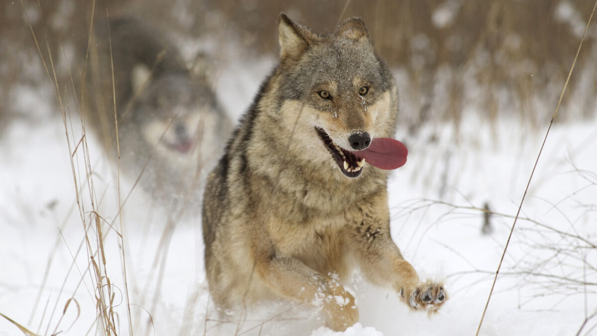 El lobo vuelve a Dinamarca 200 años después de su desaparición