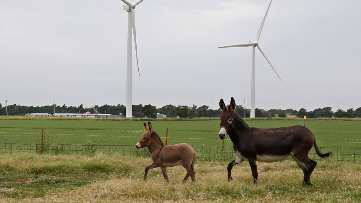 El precio del burro está en alza y es culpa de China