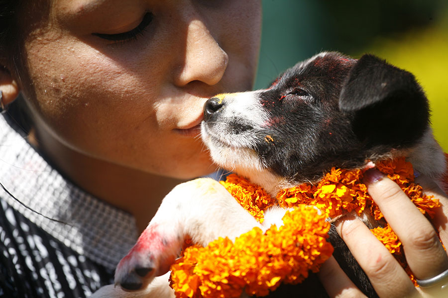 Kukur Tihar, un día para celebrar la hermosa relación entre perros y humanos 1